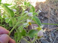 Solanum tweedianum