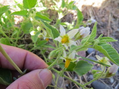 Solanum tweedianum