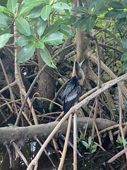 Anhinga anhinga leucogaster