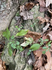 Stellaria pubera