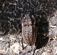 Erichius caelatus