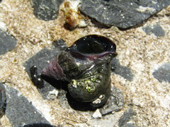 Burnupena catarrhacta