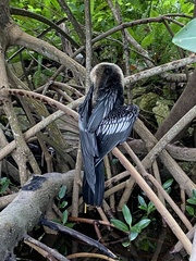 Anhinga anhinga leucogaster