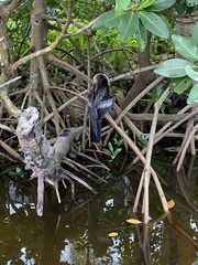 Anhinga anhinga leucogaster