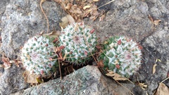 Mammillaria scrippsiana