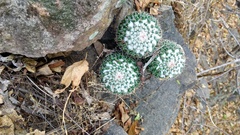 Mammillaria scrippsiana