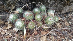 Mammillaria scrippsiana