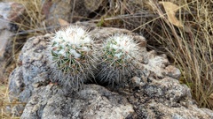 Mammillaria scrippsiana
