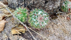 Mammillaria scrippsiana