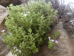 Nolana lachimbensis