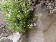 Nolana lachimbensis