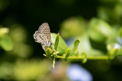 Leptotes trigemmatus