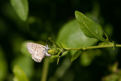 Leptotes trigemmatus