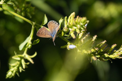 Leptotes trigemmatus
