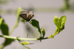 Leptotes trigemmatus