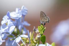 Leptotes trigemmatus