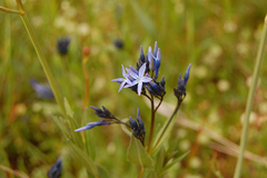 Amsonia orientalis