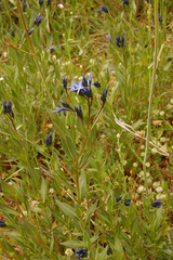 Amsonia orientalis