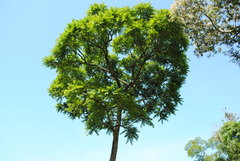 Cedrela fissilis
