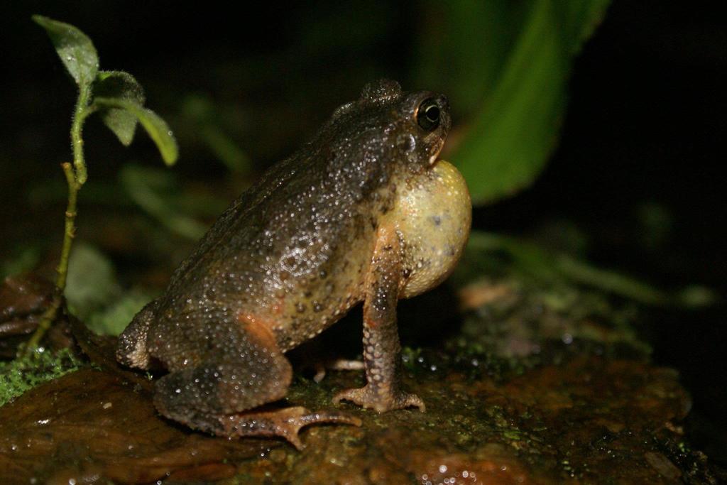 Falcon Toad