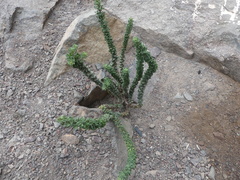 Ophryosporus triangularis