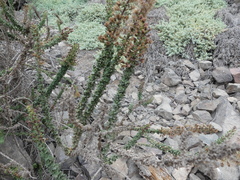 Ophryosporus triangularis