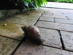 Lissachatina fulica