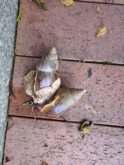 Lissachatina immaculata