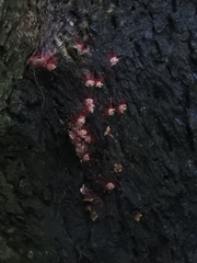 Angiospermae