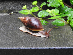 Lissachatina immaculata