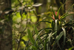 Aechmea recurvata
