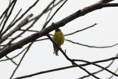 Crithagra hyposticta