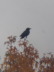 Corvus brachyrhynchos