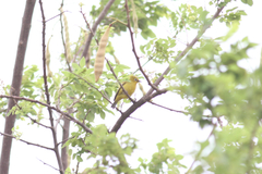 Zosterops anderssoni