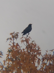 Corvus brachyrhynchos
