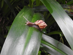 Lissachatina fulica