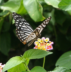 Papilio clytia