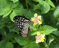 Papilio clytia
