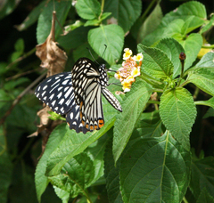 Papilio clytia