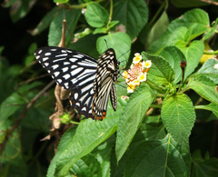 Papilio clytia