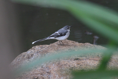 Motacilla clara