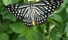 Papilio clytia