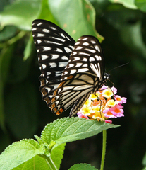 Papilio clytia