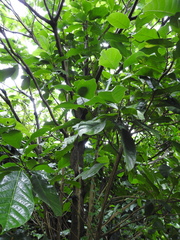 Sterculia monosperma