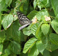 Papilio clytia