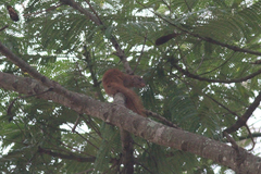 Heliosciurus mutabilis