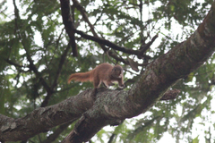 Heliosciurus mutabilis