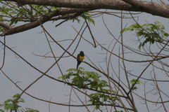 Chrysococcyx cupreus