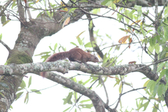 Heliosciurus mutabilis