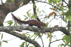 Heliosciurus mutabilis